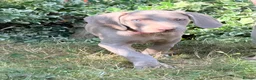 Weimaraner dogs for sale: Handsome male KC Registered Weimaraner pups  - Advert 8