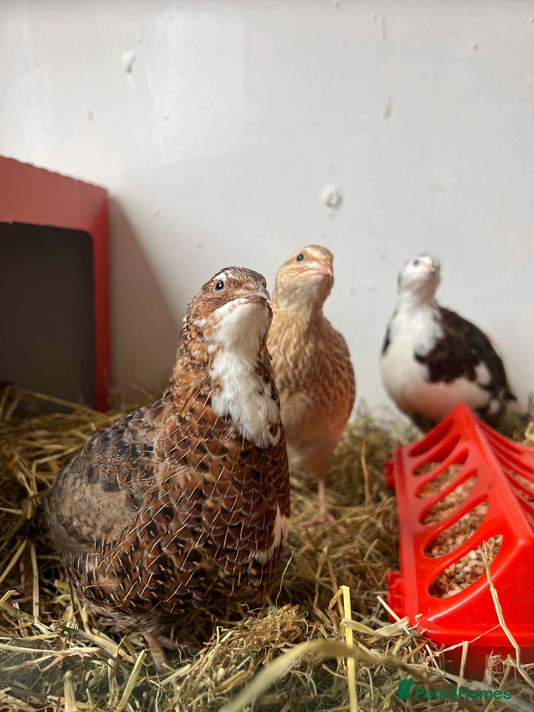 Quail poultry for sale: Mixed Quails for sale  - Advert 2