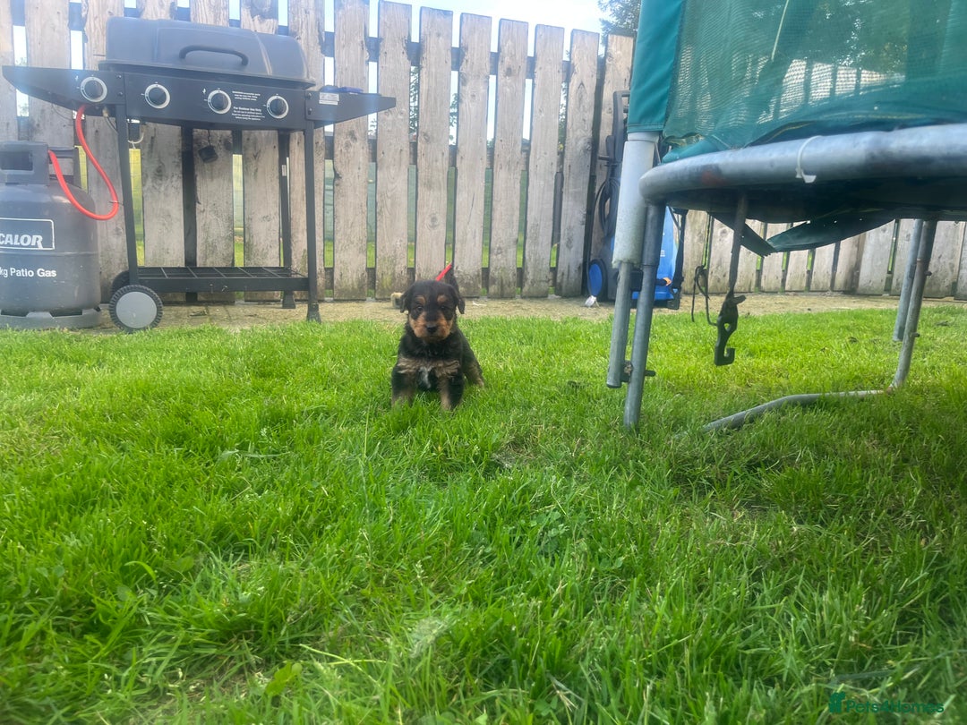 Airedale Terrier dogs for sale: Airedale Terrier Puppy 9 - Quality Airedale terrier pups - Image 21
