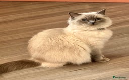 Ragdoll cats for sale: Adorable pure breed Ragdoll kitten  - Image 3