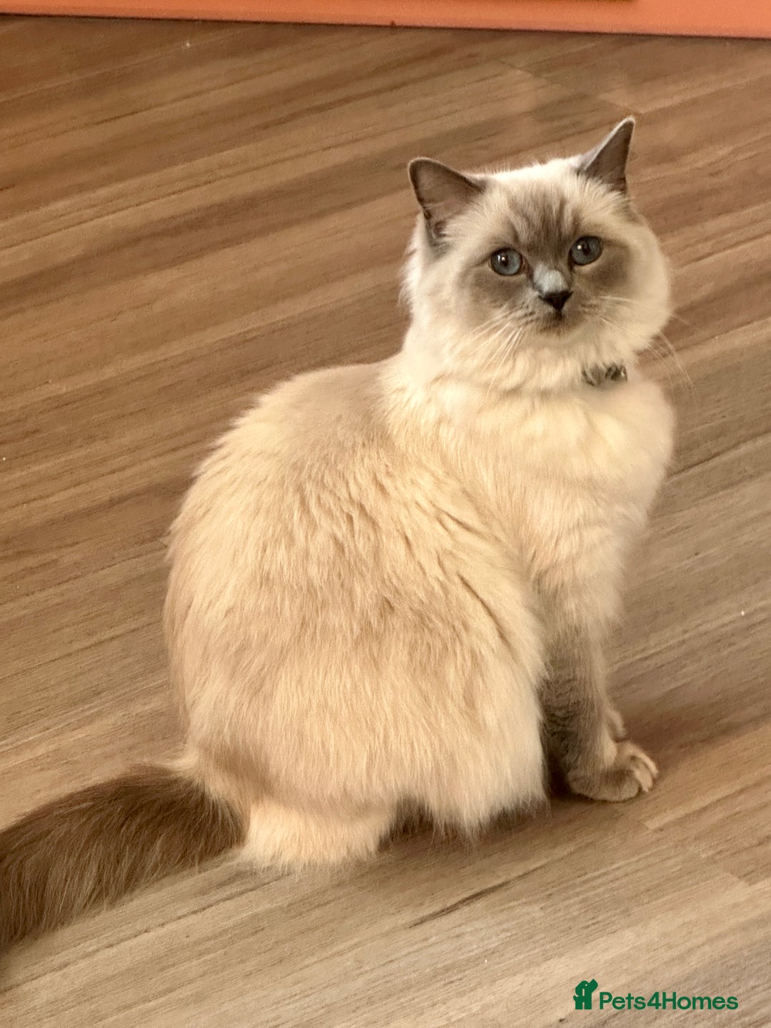 Ragdoll cats for sale: Adorable pure breed Ragdoll kitten  - Image 3