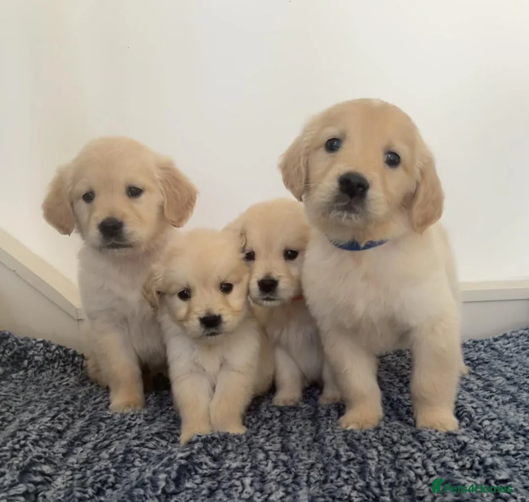 Golden Retriever dogs for sale: Beautiful litter of Golden Retrievers for sale. - Advert 4