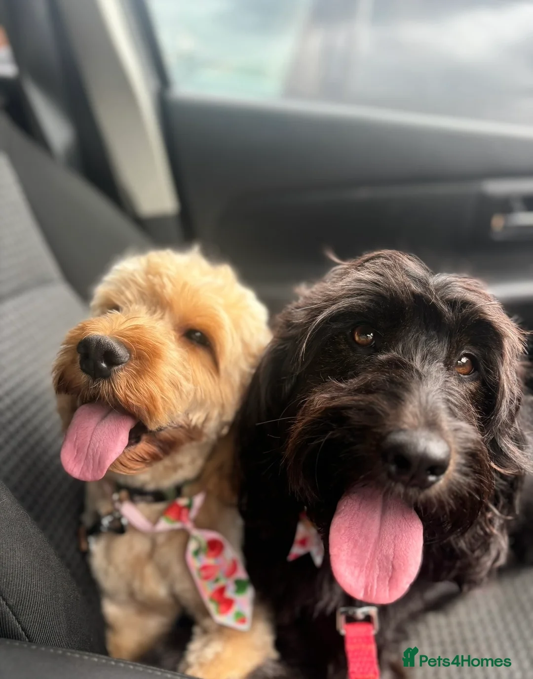 Cockapoo dogs for sale: Cockapoo puppies from a family home  in Orpington - Advert 1