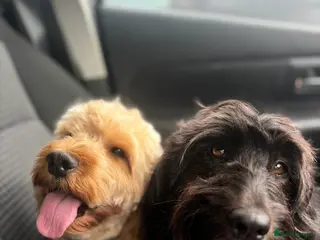 Cockapoo dogs Cockapoo puppies from a family home - Advert 3