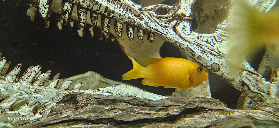 Cichlids fish for sale: Assorted cichlids and sizes - Advert 17