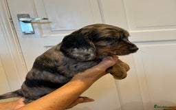 Cocker Spaniel dogs for sale: Super rare and unique show type dna tested Kc reg  - Image 15