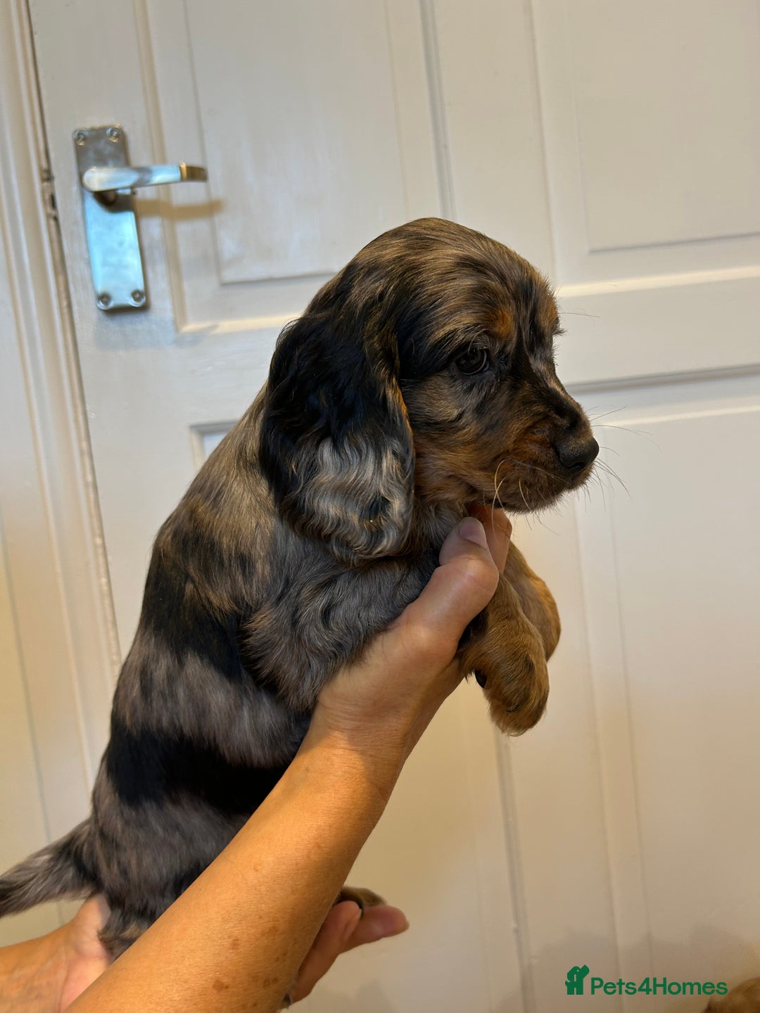 Cocker Spaniel dogs for sale: Super rare and unique show type dna tested Kc reg  - Image 15