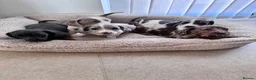Miniature Dachshund dogs for sale: Miniature dachshund in Manchester - Advert 2