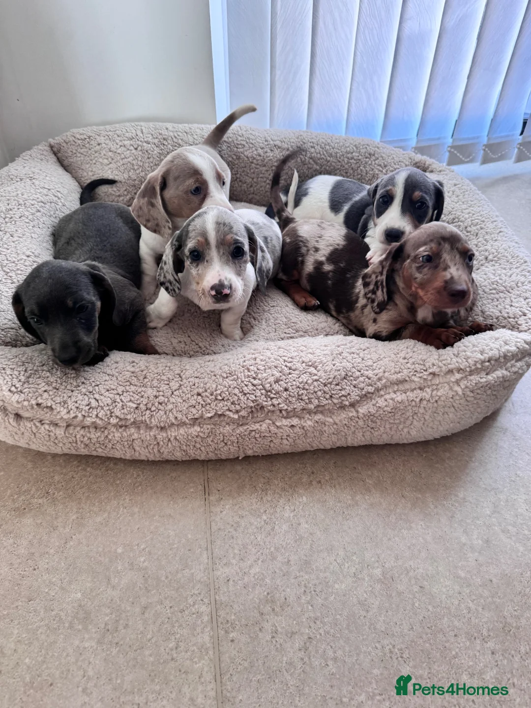Miniature Dachshund dogs for sale: Miniature dachshund in Manchester - Advert 2