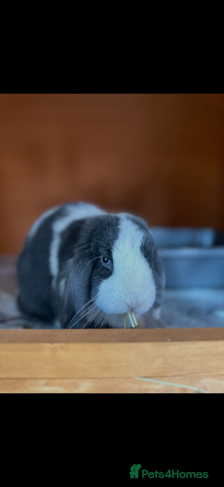 Mini Lop rabbits Gorgeous Minilop Doe🤍 - Advert 1
