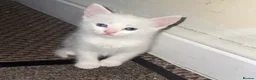 Mixed Breed cats for sale: Kittens for sale  - Advert 6