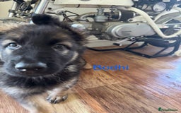 Mixed Breed dogs for sale: Beautiful Inca & handsome Nanuq PUPDATE x5 - Image 35