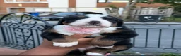 Bernese Mountain Dog dogs for sale: Bernese mountain Puppy  - Advert 11