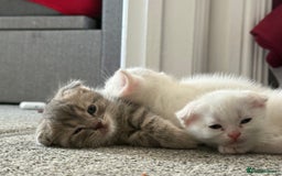 Scottish Fold cats for sale: 3 purring lovebugs - Image 3