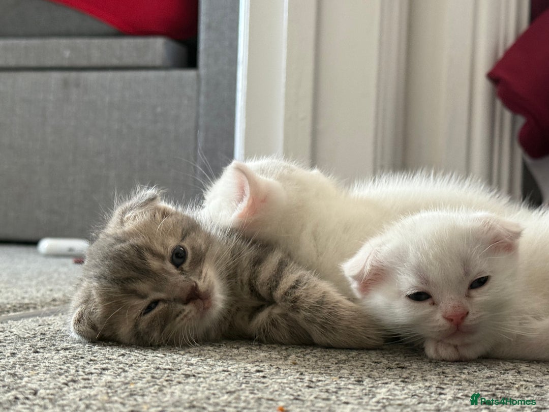 Scottish Fold cats for sale: 3 purring lovebugs - Image 3