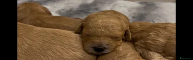 Cockapoo 2