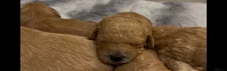 Cockapoo dogs for sale: Beautiful Cockapoo Apricot, Red 5⭐️ Health tested - Advert 7