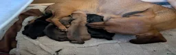 Dachshund dogs for sale: Mini dachshund puppies in Elgin - Advert 8
