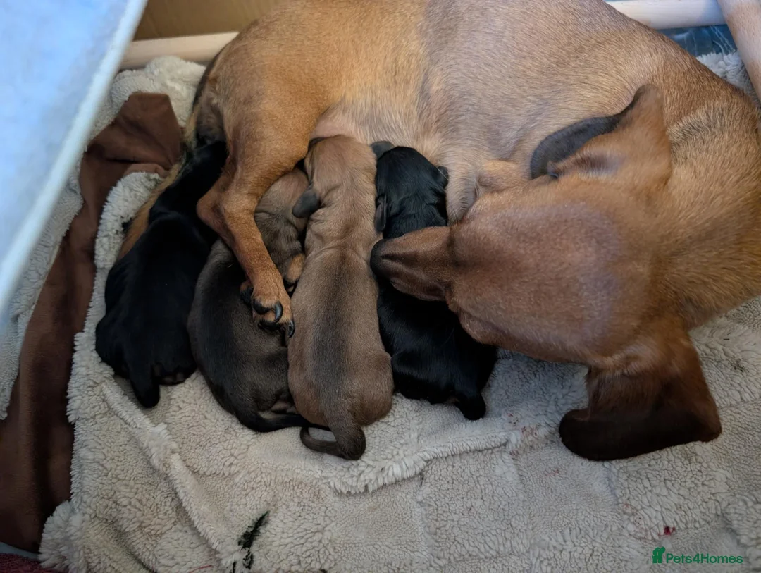 Dachshund dogs for sale: Mini dachshund puppies in Elgin - Advert 8