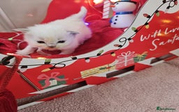 Ragdoll cats for sale: 8 beautiful ragdolls ready for Christmas 🎁 - Advert 11