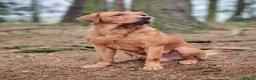 Labrador Retriever dogs for sale: Beautiful KC Registered Fox Red Labrador Puppies  - Advert 11