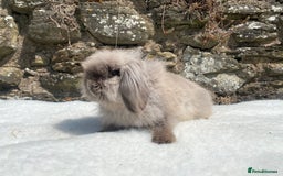 Mini Lop rabbits for sale: 3 pretty does needing new homes - Advert 15