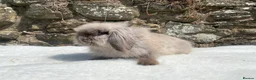 Mini Lop rabbits for sale: A pretty does needing a new home - Advert 15