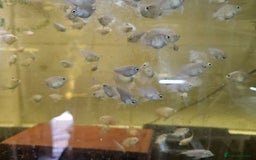 Cichlids fish for sale: Platinum polar parrots chiclids - Image 3