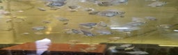 Cichlids fish for sale: Platinum polar parrots chiclids - Advert 3