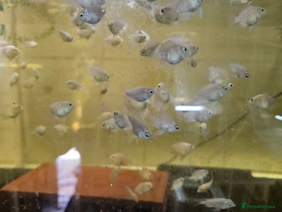 Cichlids fish for sale: Platinum polar parrots chiclids - Image 3