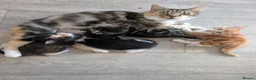 Mixed Breed cats for sale: Siberian mix kittens for sale - Advert 1