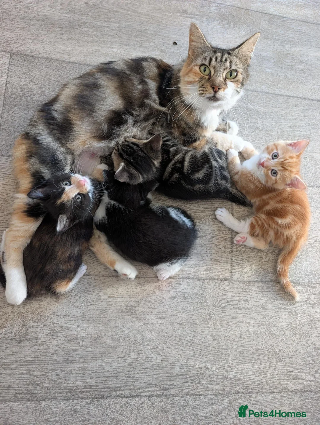 Mixed Breed cats for sale: Siberian mix kittens for sale - Advert 1