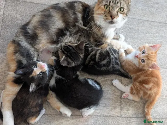 Mixed Breed cats for sale: Siberian mix kittens for sale - Advert 4