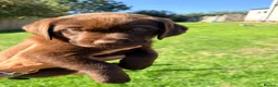 Labrador Retriever dogs for sale: Chocolate Labrador Bitch Puppies in Evesham - Advert 4