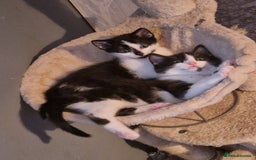 Burmese cats for sale: 4 kittens in need of forever homes!! - Advert 3