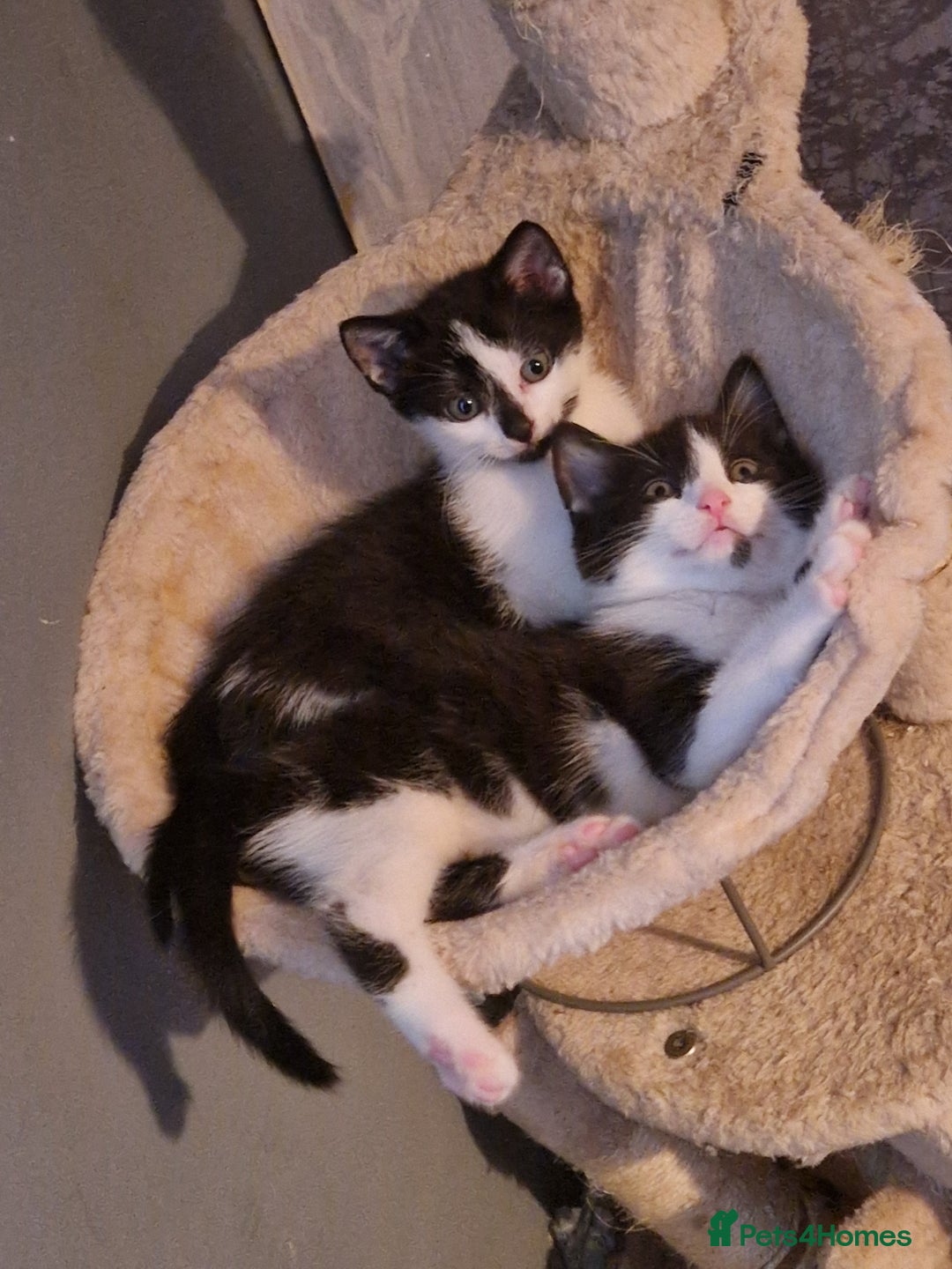 Burmese cats for sale: 4 kittens in need of forever homes!! - Advert 3