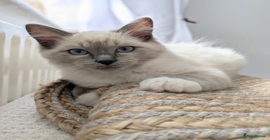 Ragdoll cats - Advert 14