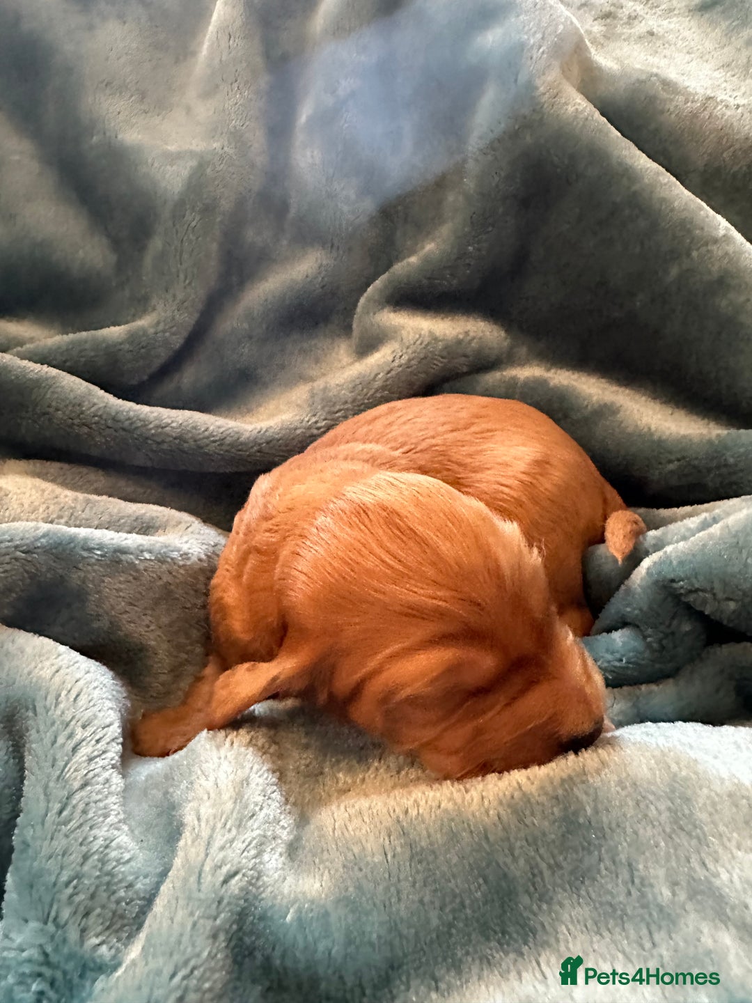 Mixed Breed dogs for sale: Australian Labradoodle puppies - Image 11