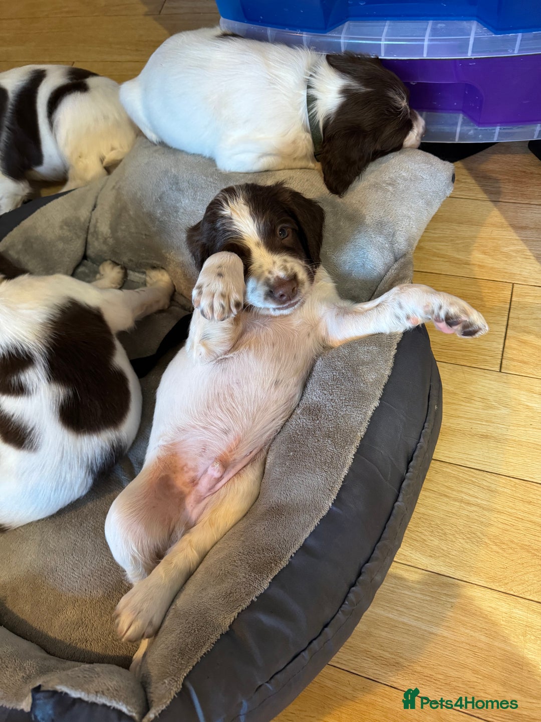 English Springer Spaniel dogs for sale: KC Registered Working Springer Spaniels  - Image 21
