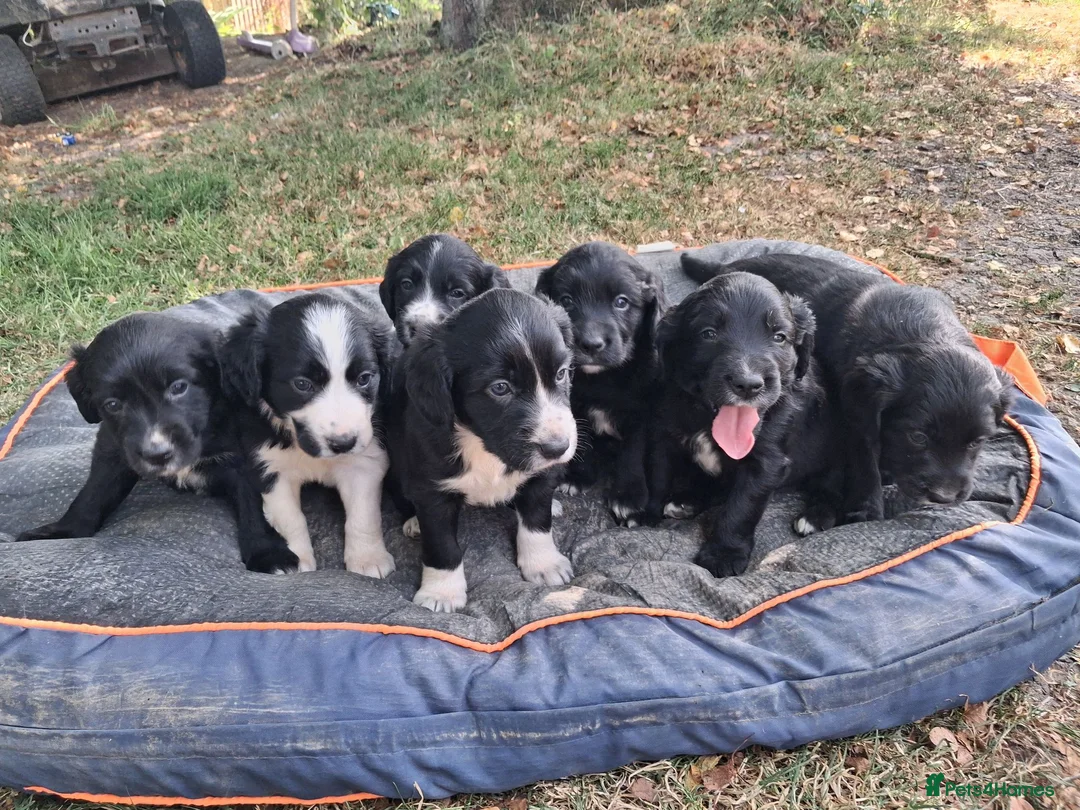 Mixed Breed dogs for sale: Beautiful Sprollies  - Advert 1
