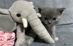 Mixed Breed cats for sale: Ragdoll mixed kittens Grey. Tabby. Speckled. Black - Advert 28