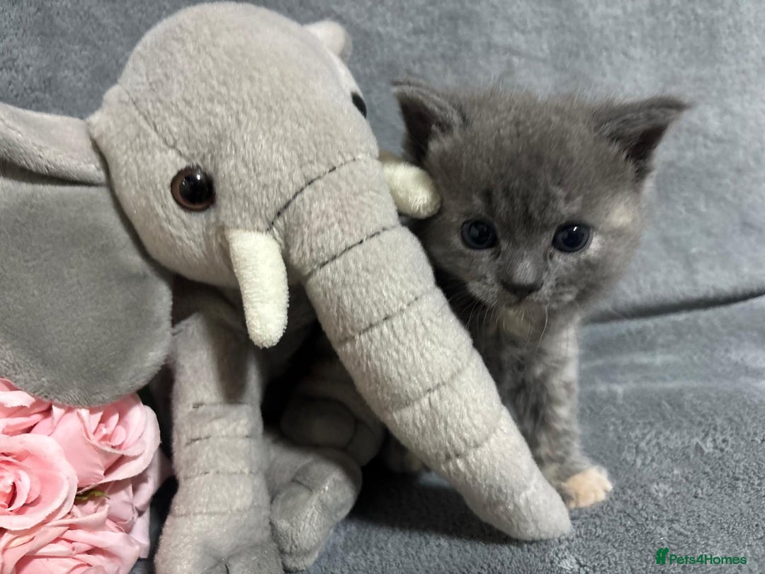 Mixed Breed cats for sale: Ragdoll mixed kittens Grey. Tabby. Speckled. Black - Advert 28