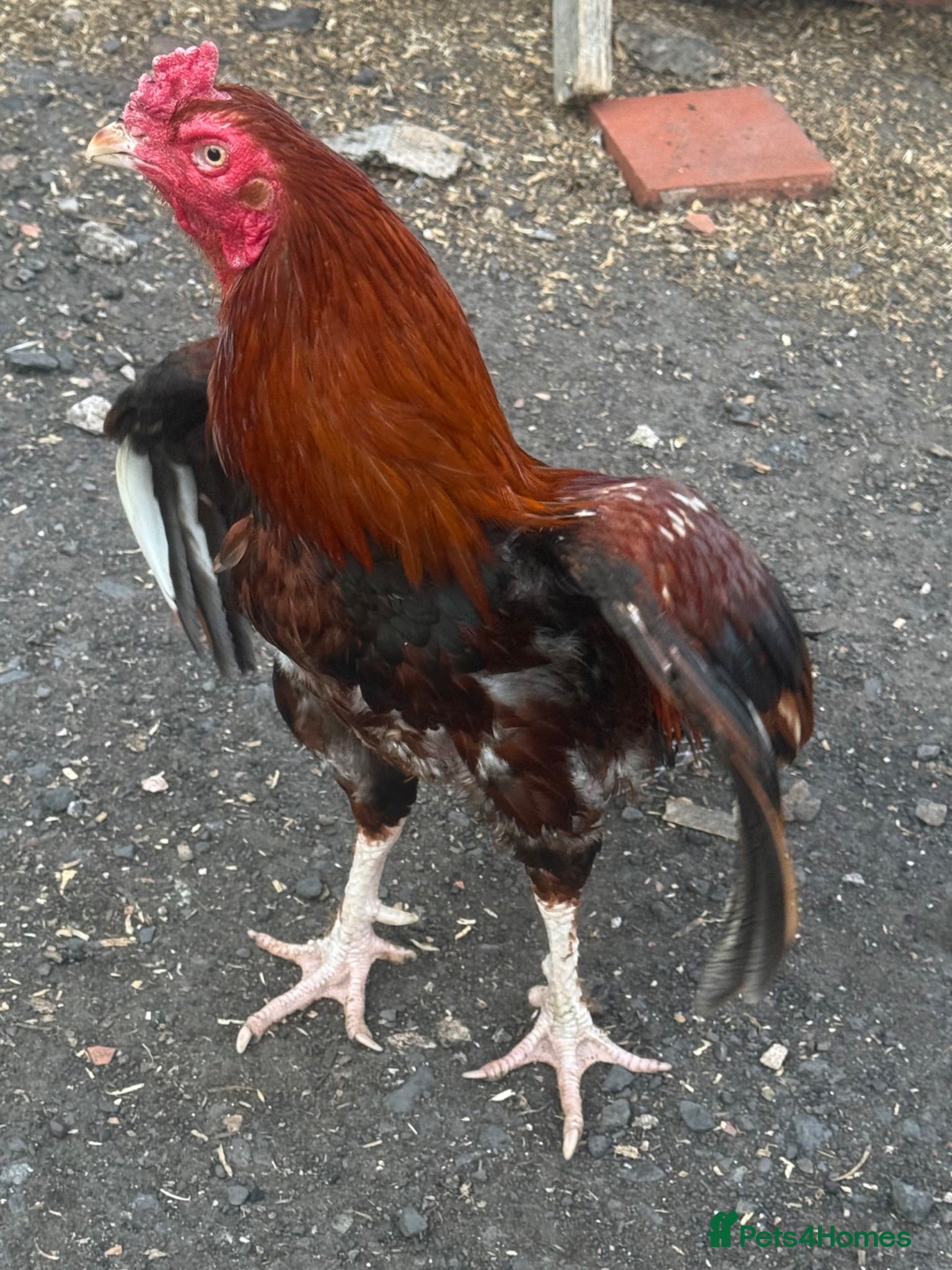 Chickens poultry X2 Mianwali Aseel Asil not shamo Thai  - Advert 9