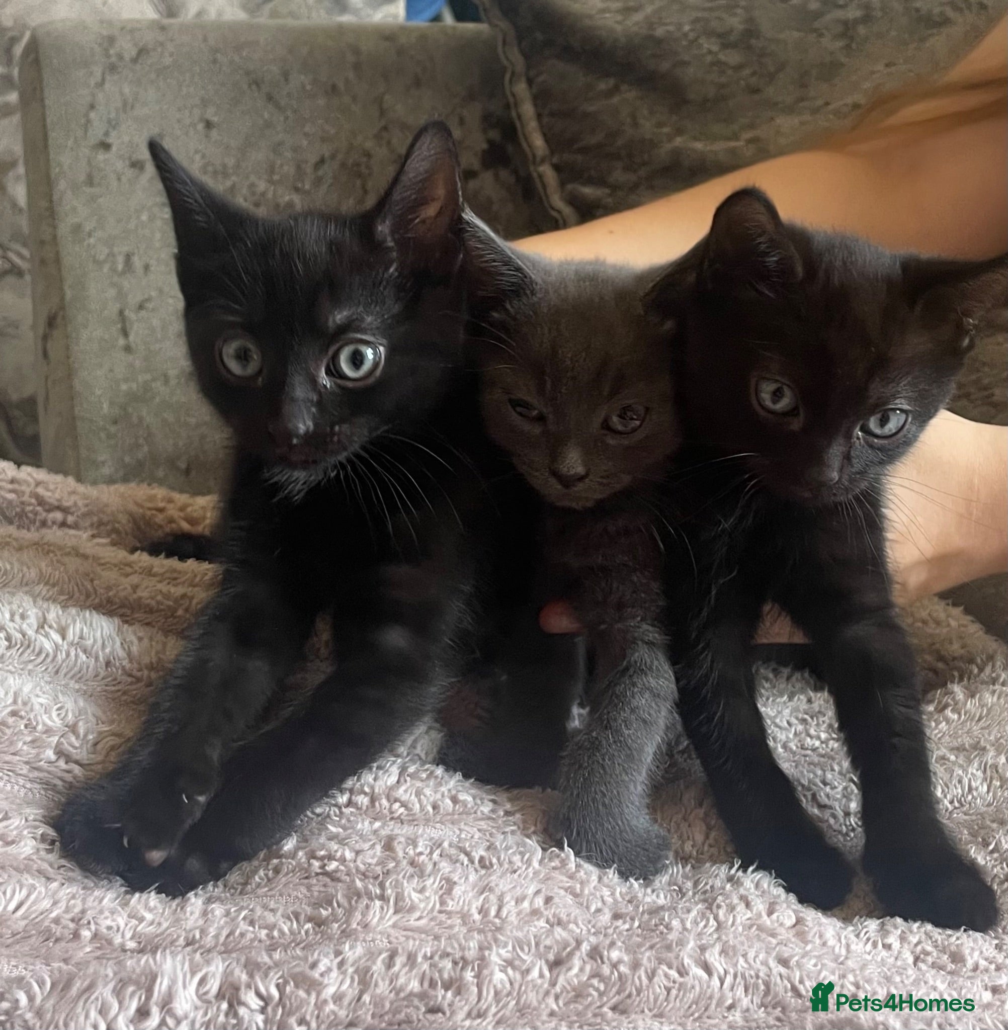 Mixed Breed cats 3 Beautiful Kittens For Sale - Advert 9
