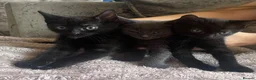 Mixed Breed cats for sale: 3 Beautiful Kittens For Sale - Advert 1