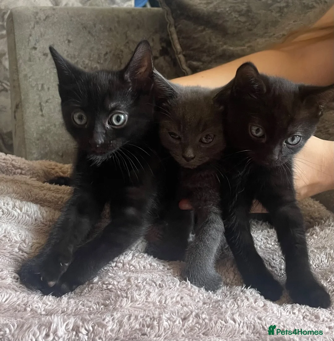 Mixed Breed cats for sale: 3 Beautiful Kittens For Sale - Advert 1