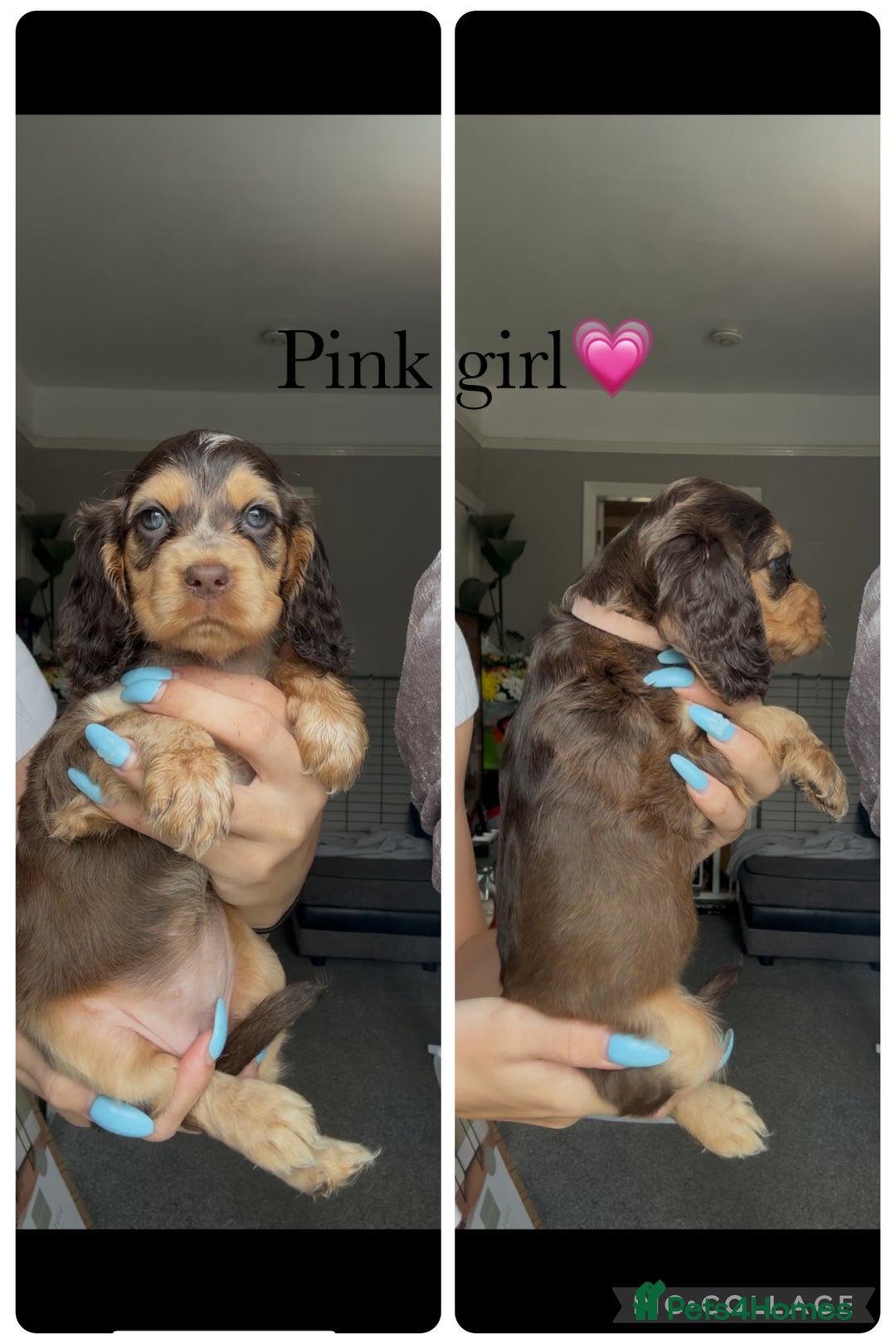 Cocker Spaniel dogs for sale: Show cocker spaniel (chocolate sable) - Image 9