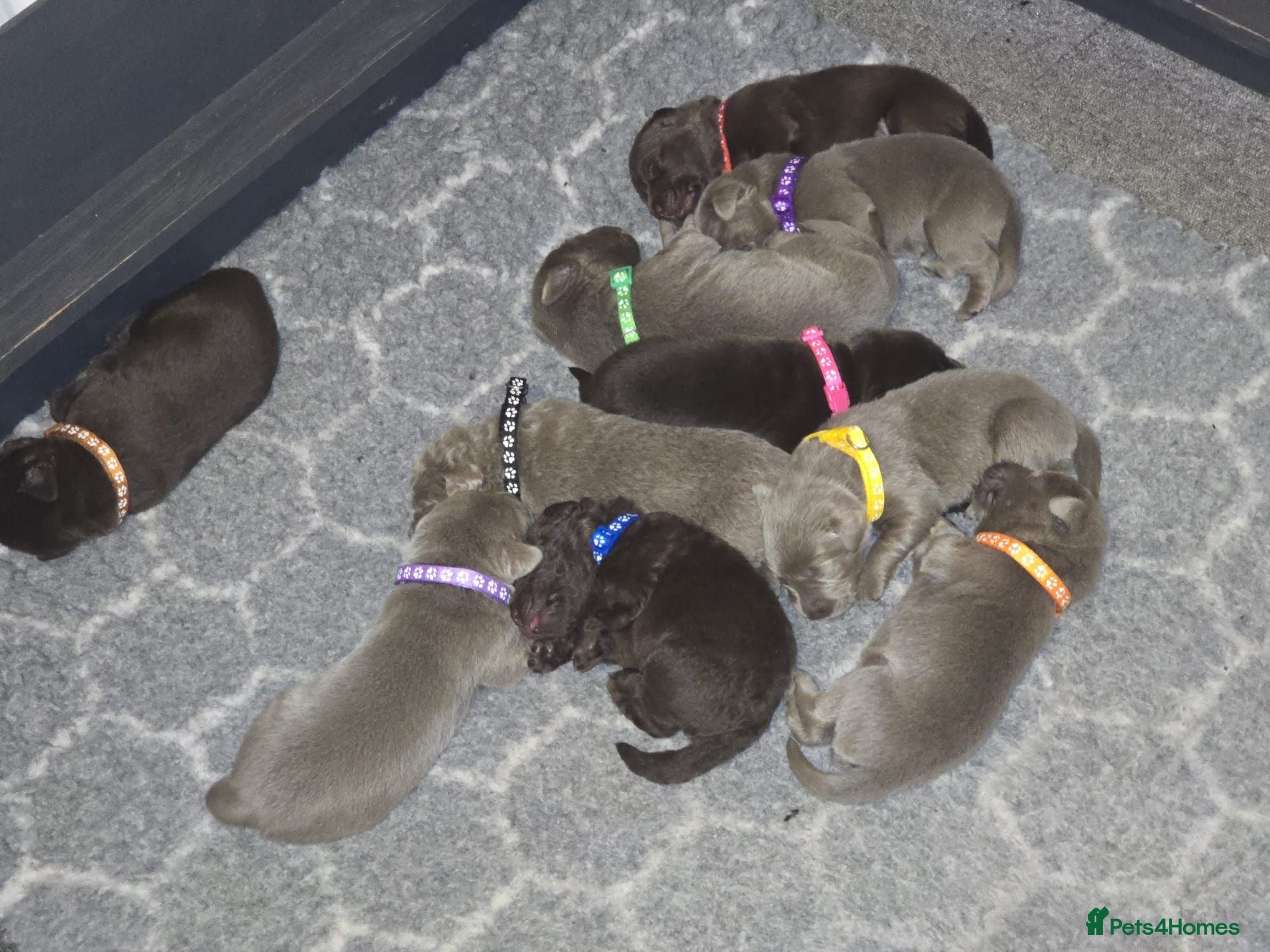 Labrador Retriever dogs ️Beautiful Labrador Retriever Puppies Silver/Choco - Advert 1