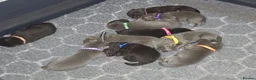 Labrador Retriever dogs for sale: ️Beautiful Labrador Retriever Puppies Silver/Choco - Advert 4