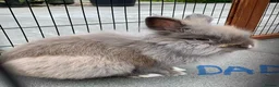 Lionhead rabbits for sale: 3 Beautiful dwarf Lion head Bunnies  - Advert 15